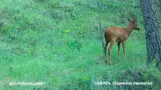 Cabirol marcant