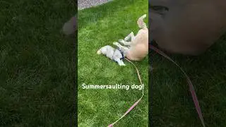 Summersaulting dog
