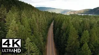 A ROAD IN THE MIDDLE OF A FOREST (FREE STOCK VIDEO) 4K