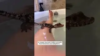 crocodile adopted  