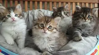 Bubbles' kittens Oct 2020