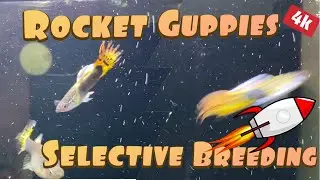 Starting a new guppy line, selective breeding guppies for profit