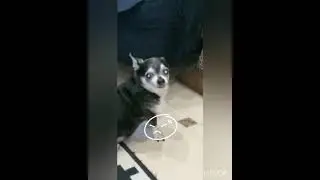 Куда бы спрятать? Собака, которая даже взглядом разговаривает.)