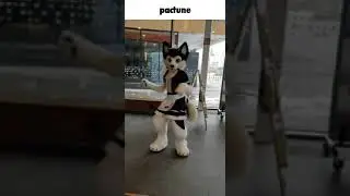 Femboy fur Pactune