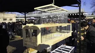 Тошкент қуш бозори: 4.02.2023