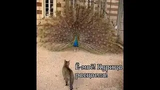 Смех, приколы и юмор