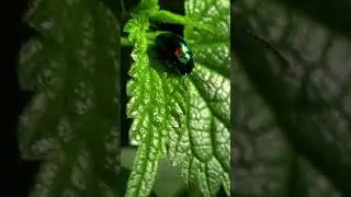 Dead-nettle Leaf Beetle / Листоед ясноточный #shorts