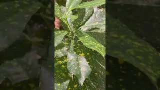 Un albero esclusivo che porta buon umore