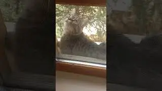 КОТ КУЗЬМИЧ НА ОХОТЕ ЗА СОРОКАМИ И ВОРОБЬЯМИ !