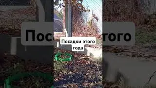 клематисы спрятаны до весны
