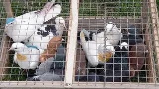 #Pigeons