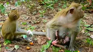 Feeding milk