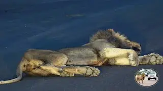 Ever Seen A Sleepy Lion Roar?