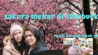 BUNGA SAKURA MEKAR DI DEKAT STARBUCKS !?mbak Yuli bingung