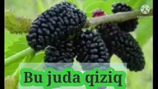 Shotitut sirkasini hususiyatlarini bilasizmi