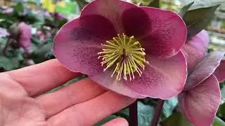 Удивительные Морозники с серебристо-мраморной листвой Hellebores Frostkiss Series