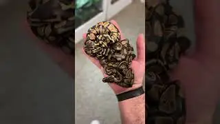 My Baby Pythons Have All HATCHED! *TINY* #shorts #reptiles #animals #snakes #baby #ballpython