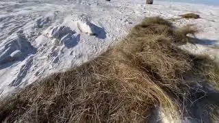 Зима пришла . Вывожу сено на тракторе т 40