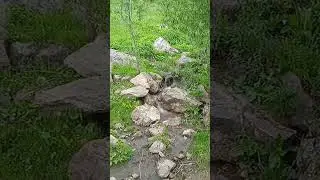 Наедине с природой #алтай #алтай  #петропавловскийрайон