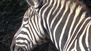 Melbourne Zoo -  Eastern Bongo, Monkeys, Sumatran Tigre,  Giraffe, Orangutans