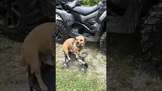 Minion's adventures