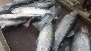 Отличный улов на безлитном ВиП'е