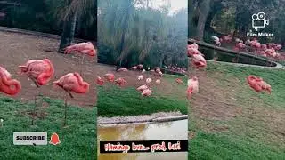 [free] Lofi type beat_Flamingo love_ prod. Lori