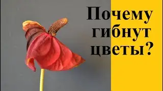 Одна из причин, почему магазинные цветы погибают