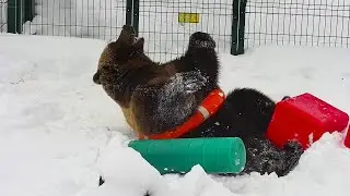 Вышел из спячки. Сны о играх с игрушками стали явью🐻🐾/Bear Mansur