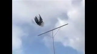 Pigeons Serpasto / Красивые серпастые голуби
