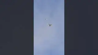 Зовсім молодий мармуровий бакинський голуб!