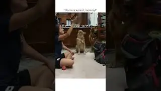 Hilarious Dog Mesmerized By Ball Trick! #dog #pets #funnyanimals