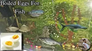 Boiled Egg For Fish | Feeding To My TigerShark,Tinfoil🐠 
