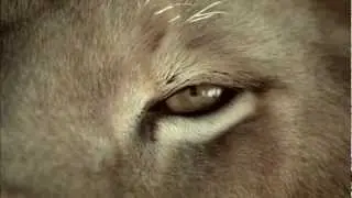 Animal Planet LION 10''