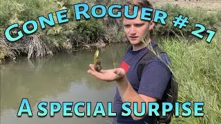 Gone Roguer # 21 A special surprise for Zach
