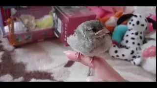 Новый Питомец!? Кто Это? Как Я Спасла Его. Прямой Эфир