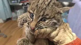 Feisty bobcat kitten!
