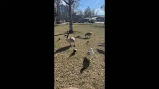 FEEDING THE GEESE&GULLS2   SD 480p