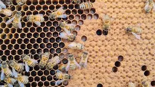 A venit primavara si albinele culeg polen si nectar