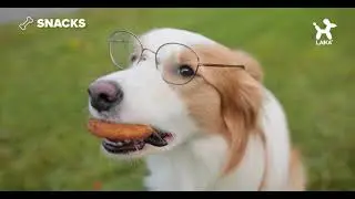 Lametazos sabrosos 🐾