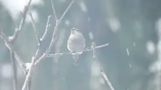 Snowy Hummingbird