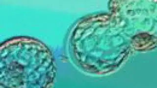 In Vitro Fertilization IVF Infertility Treatment