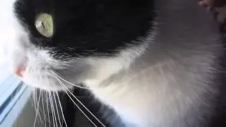 Котик Разговаривает с Птицами Юмор! Прикол! Смех