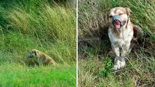 A living dog was found in a ditch with its paws tied and tape around its muzzle