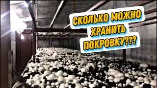 Сколько МОЖНО ХРАНИТЬ ПОКРОВНЫЙ СЛОЙ?Какой урожай растёт на СТАРОМ покровном слое? Шампиньоны летом!