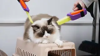 Cats feel speechless about Wolverine's paws!🐱猫たちは金剛狼の爪に無言を感じた🤣| SD猫の夢島💗
