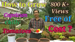 How to grow Tomatoes , Capsicum and Chilli in container at Home, Totally at Free of Cost.