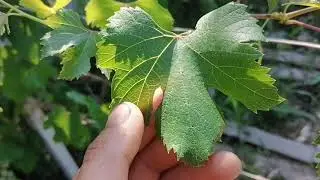 Отличие винограда Рошфор от Кардинала