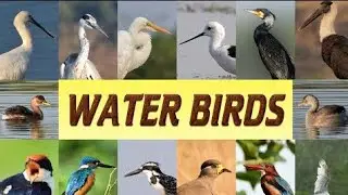 Ambajogai : Into The Wild | Episode 2 | Waterbirds | Wildlife Documentary Film | English Version