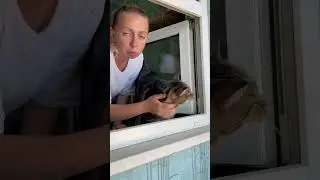 Ну до чего хорош 😍 #shortvideo #shorts #youtubeshorts